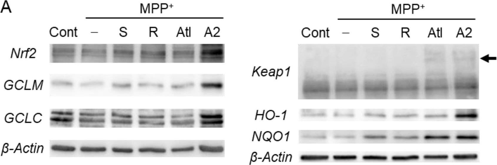 Fig.6.A showing Western Blotting from the publication: Aromatic-Turmerone Analogs Protect Dopaminergic Neurons in Midbrain Slice Cultures through Their Neuroprotective Activities.