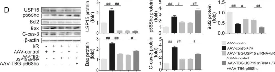 Fig.7.D showing Western Blotting from the publication: USP15 regulates p66Shc stability associated with Drp1 activation in liver ischemia/reperfusion.