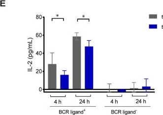 Fig.5.E showing Enzyme-linked immunosorbent assay from the publication: SNX5 promotes antigen presentation in B cells by dual regulation of actin and lysosomal dynamics.