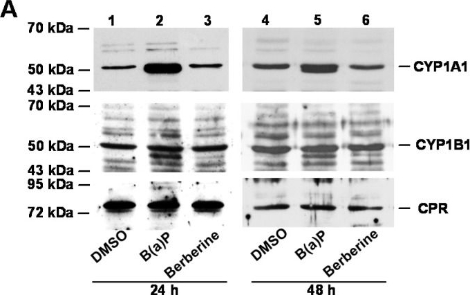 Fig.3.A showing Western Blotting in a Homo sapiens (Human) sample from the publication: Berberine Activates Aryl Hydrocarbon Receptor but Suppresses CYP1A1 Induction through miR-21-3p Stimulation in MCF-7 Breast Cancer Cells.