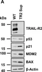 Fig.3.A showing Western Blotting in a Homo sapiens (Human) sample from the publication: TRAIL-receptor 2-a novel negative regulator of p53.
