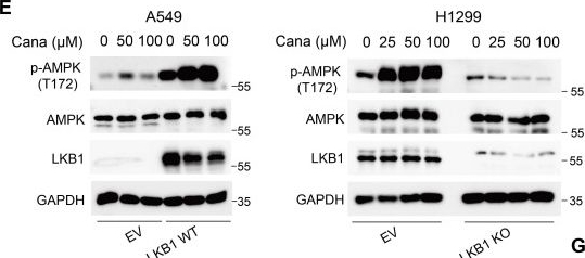 Fig.2.E showing Western Blotting in a Homo sapiens (Human) sample from the publication: Canagliflozin and Brusatol Synergize against LKB1-KEAP1 Co-Mutant NSCLC through AKT Suppression.