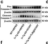 Fig.5.C showing Western Blotting from the publication: A Single-Molecule Pleuripotent Scaffold for Combinational Therapy of Alzheimer's Disease via Intranasal Administration.