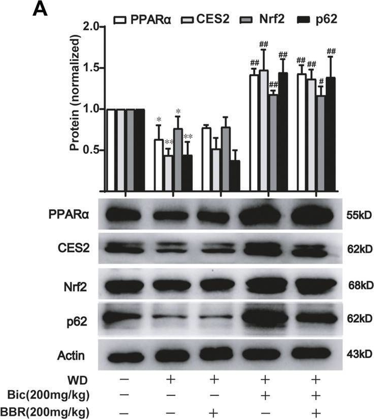 Fig.3.A showing Western Blotting in a Mus musculus (House mouse) sample from the publication: Combined Use of Bicyclol and Berberine Alleviates Mouse Nonalcoholic Fatty Liver Disease.