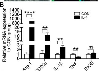Fig.1.B from the publication: M2 Microglial Extracellular Vesicles Attenuated Blood-brain Barrier Disruption via MiR-23a-5p in Cerebral Ischemic Mice.
