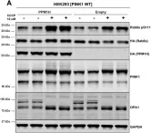 Fig.3.A showing Western Blotting from the publication: PPM1H phosphatase counteracts LRRK2 signaling by selectively dephosphorylating Rab proteins.