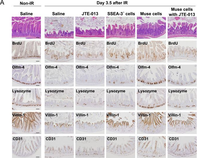 Fig.6.A showing Immunohistochemistry from the publication: Stem Cell Therapy Using Bone Marrow-Derived Muse Cells Repairs Radiation-Induced Intestinal Injury Through Their Intestine-Homing via Sphingosine Monophosphate-Sphingosine Monophosphate Receptor 2 Interaction.