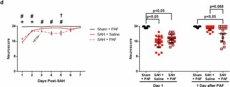 Fig.3.D from the publication: Platelets cause microvascular occlusion and delayed neurological deficits after subarachnoid hemorrhage in mice.