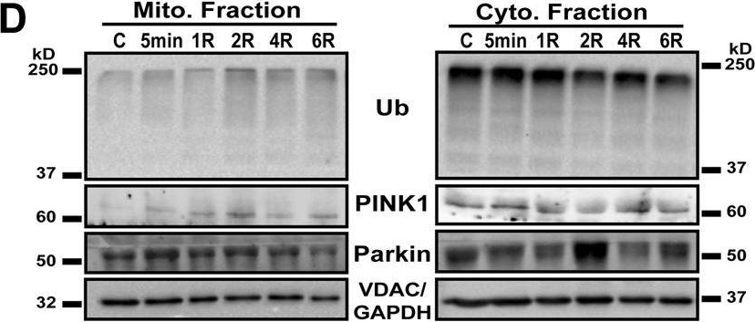 Parkin antibodies - Antibody search engine - CiteAb