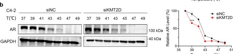 Fig.2.B showing Western Blotting from the publication: Histone methyltransferase KMT2D targets the SPOP-G3BP1 axis to enhance AR stability and drive castration-resistant prostate cancer progression.