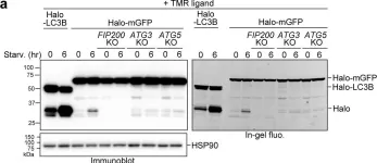 Fig.4.A showing Western Blotting from the publication: A pulse-chasable reporter processing assay for mammalian autophagic flux with HaloTag.