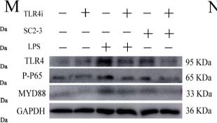 Fig.3.M showing Western Blotting in a Mus musculus (House mouse) sample from the publication: SC2-3, a Marine Nutrient Glycopeptide from Nereis succinea: Alleviating Cyclophosphamide-Induced Immunocompromise in Mice via M1-Type Macrophage Polarization.