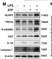 Fig.3.M showing Western Blotting from the publication: TRPV4 drives macrophage pyroptosis via mitochondrial dysfunction and mtROS-dependent NLRP3 inflammasome activation in acute lung injury.