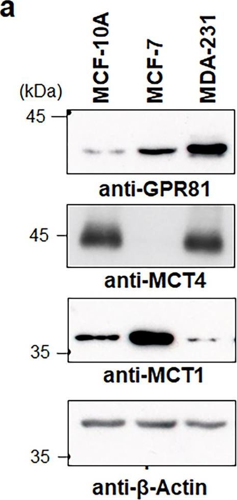 Fig.1.A showing Western Blotting in a Homo sapiens (Human) sample from the publication: The lactate sensor GPR81 regulates glycolysis and tumor growth of breast cancer.