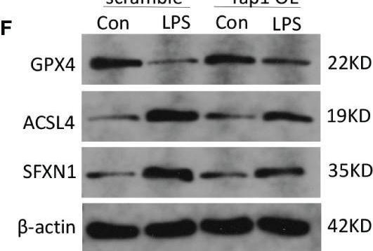 Fig.2.F showing Western Blotting from the publication: YAP1 alleviates sepsis-induced acute lung injury via inhibiting ferritinophagy-mediated ferroptosis.