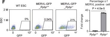 Fig.6.F showing Flow cytometry/Cell sorting from the publication: RYBP regulates selective genomic binding of TrxG and PcG components in embryonic stem cell fate control.