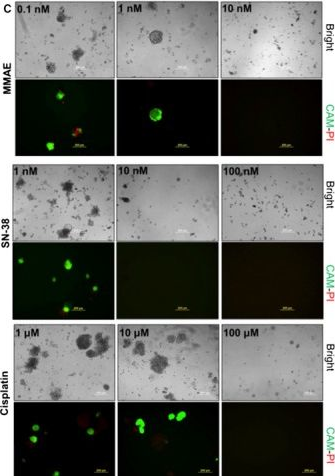 Fig.2.C showing Immunocytochemistry-immunofluorescence from the publication: A novel chemotherapeutic protocol for peritoneal metastasis and inhibition of relapse in drug resistant ovarian cancer.