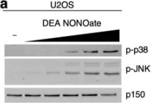 Fig.1.A showing Western Blotting from the publication: Nitric oxide-induced ribosome collision activates ribosomal surveillance mechanisms.