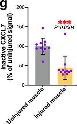 Fig.4.G showing Enzyme-linked immunosorbent assay in a Mus musculus (House mouse) sample from the publication: Platelet-derived chemokines promote skeletal muscle regeneration by guiding neutrophil recruitment to injured muscles.