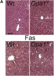 Fig.5.A showing Immunohistochemistry from the publication: The OPA1-dependent mitochondrial cristae remodeling pathway controls atrophic, apoptotic, and ischemic tissue damage.