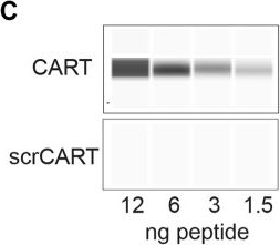 Fig.1.C showing Western Blotting from the publication: Caudal DMN neurons innervate the spleen and release CART peptide to regulate neuroimmune function.