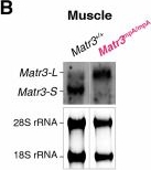 Fig.6.B showing Western Blotting from the publication: 3'UTR shortening alleviates miRNA repression of mRNAs critical for muscle stem cell differentiation.