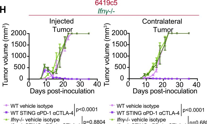Fig.2.H from the publication: Dendritic cell redundancy enables priming of anti-tumor CD4+ T cells in pancreatic cancer.