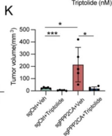 Fig.5.K from the publication: Triptolide targets PPP2CA/ITGA5 axis to suppress lactate-driven ovarian cancer progression.