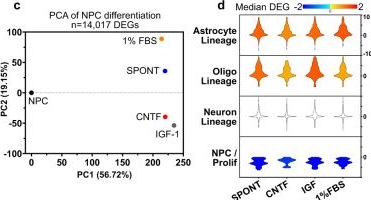 Fig.2.C from the publication: Lesion environments direct transplanted neural progenitors towards a wound repair astroglial phenotype in mice.