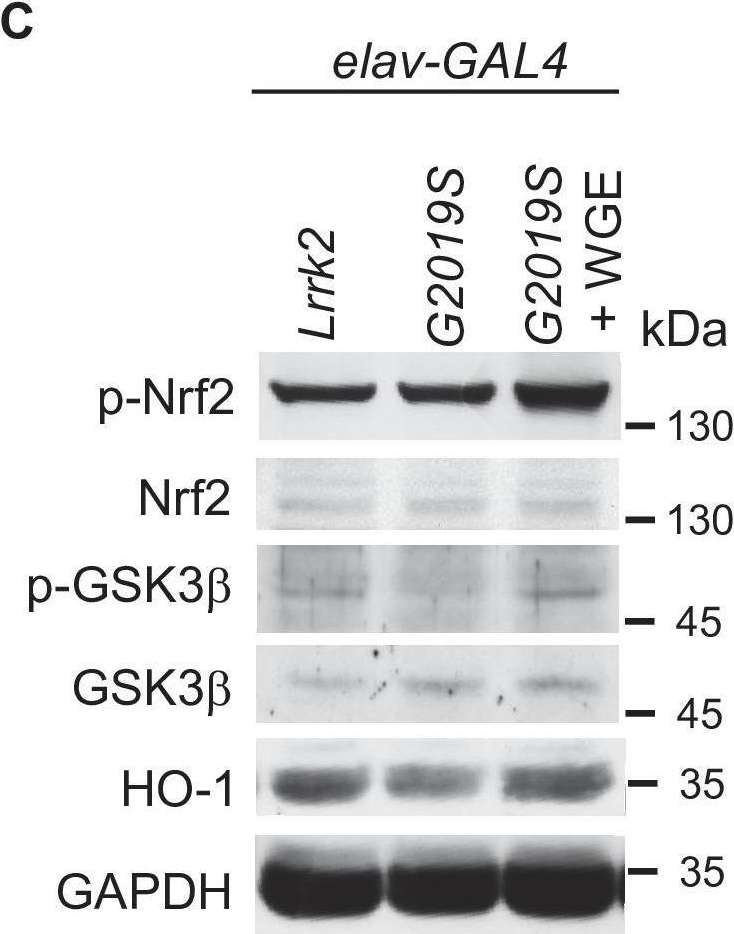 Fig.4.C showing Western Blotting from the publication: Glial Nrf2 signaling mediates the neuroprotection exerted by Gastrodia elata Blume in Lrrk2-G2019S Parkinson's disease.