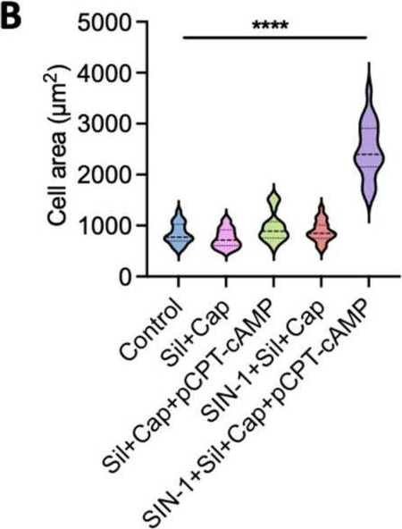 Fig.3.B from the publication: Combined Pharmacological Conditioning of Endothelial Cells for Improved Vascular Graft Endothelialization.