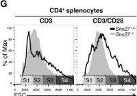 Fig.8.G showing Flow cytometry/Cell sorting in a Mus musculus (House mouse) sample from the publication: SNX27 links DGKζ to the control of transcriptional and metabolic programs in T lymphocytes.