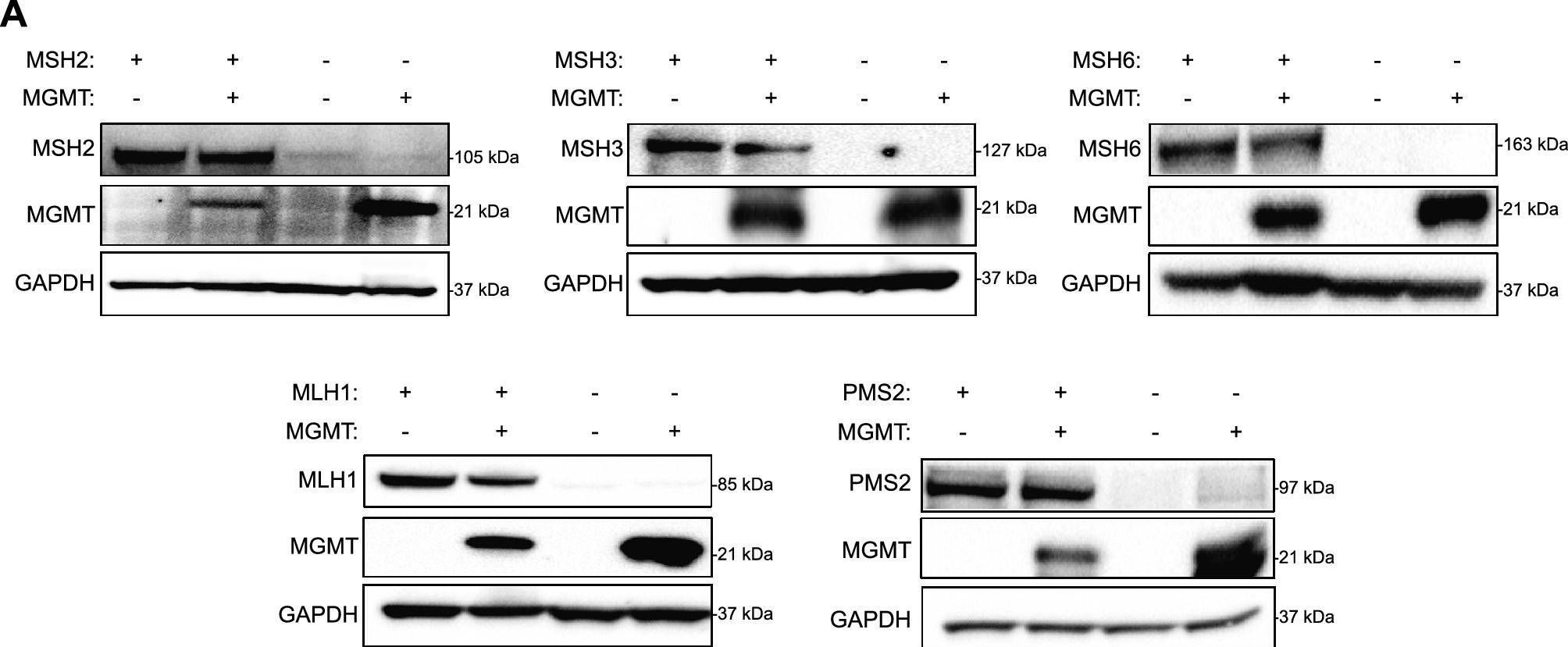 Fig.1.A showing Western Blotting in a Homo sapiens (Human) sample from the publication: Mismatch repair proteins play a role in ATR activation upon temozolomide treatment in MGMT-methylated glioblastoma.