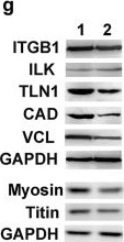 Fig.4.G showing Western Blotting from the publication: Requirement for PINCH in skeletal myoblast differentiation.