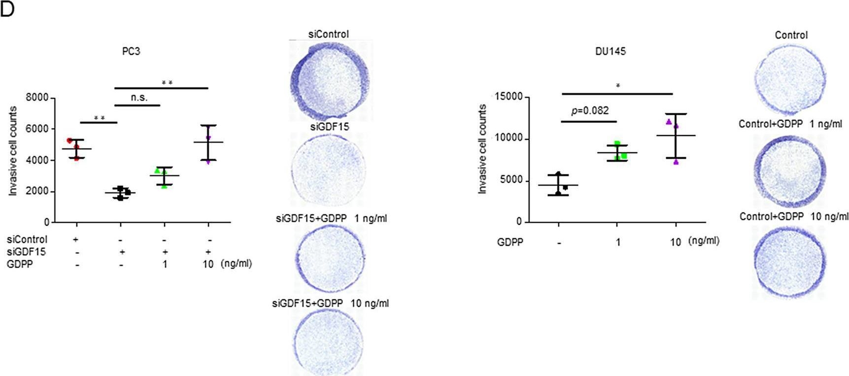 Fig.3.D showing Flow cytometry/Cell sorting in a Homo sapiens (Human) sample from the publication: GDF15 propeptide promotes bone metastasis of castration-resistant prostate cancer by augmenting the bone microenvironment.