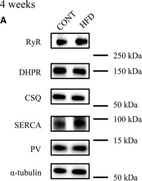 Fig.5.A showing Western Blotting in a Mus musculus (House mouse) sample from the publication: Long-term, but not short-term high-fat diet induces fiber composition changes and impaired contractile force in mouse fast-twitch skeletal muscle.