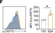 Fig.8.F showing Flow cytometry/Cell sorting from the publication: A fungi-derived cyclic peptide enhances Th9-mediated antitumor immunity by targeting ZAP70 and SREBP1.