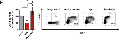 Fig.3.E showing Flow cytometry/Cell sorting in a Homo sapiens (Human) sample from the publication: A Naturally Occurring rev1-vpu Fusion Gene Does Not Confer a Fitness Advantage to HIV-1.