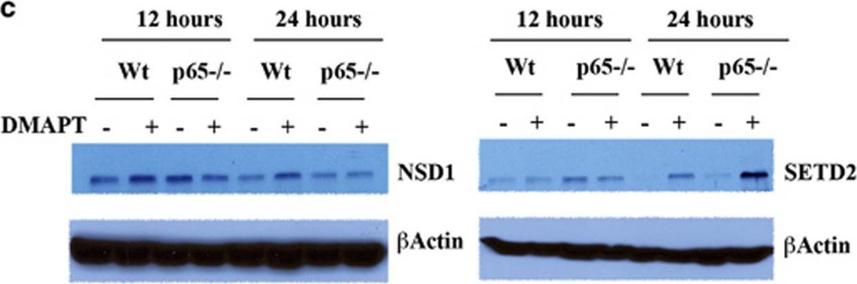 Fig.3.C showing Western Blotting in a Homo sapiens (Human) sample from the publication: NF-κB-dependent and -independent epigenetic modulation using the novel anti-cancer agent DMAPT.