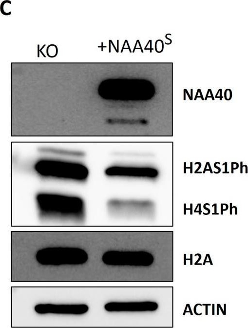 Fig.3.C showing Western Blotting in a Homo sapiens (Human) sample from the publication: Biochemical Characterisation of the Short Isoform of Histone N-Terminal Acetyltransferase NAA40.