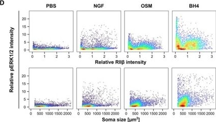 Fig.1.D showing Flow cytometry/Cell sorting from the publication: BH4 Oxidation-Derived H2O2 Activates ERK1/2 Signaling via B-Raf in Rat Dorsal Root Ganglion Neurons.