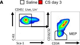 Fig.2.A showing Flow cytometry/Cell sorting from the publication: Sepsis promotes splenic production of a protective platelet pool with high CD40 ligand expression.