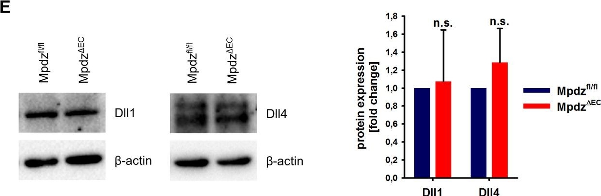 Fig.2.E showing Western Blotting in a Mus musculus (House mouse) sample from the publication: MPDZ promotes DLL4-induced Notch signaling during angiogenesis.
