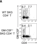 Fig.4.A showing Flow cytometry/Cell sorting in a Mus musculus (House mouse) sample from the publication: Autoimmune Th17 Cells Induced Synovial Stromal and Innate Lymphoid Cell Secretion of the Cytokine GM-CSF to Initiate and Augment Autoimmune Arthritis.