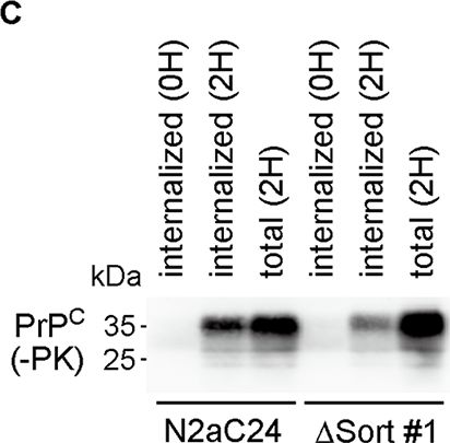 Fig.3.C showing Western Blotting in a Mus musculus (House mouse) sample from the publication: Prions amplify through degradation of the VPS10P sorting receptor sortilin.