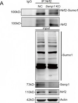 Fig.6.A showing Western Blotting from the publication: Nrf2 de-SUMOylation alleviates myocardial ischemia-reperfusion injury (MIRI) by attenuating myocardial ferroptosis in mice.