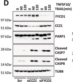Fig.5.D showing Western Blotting in a Homo sapiens (Human) sample from the publication: The autophagic protein FYCO1 controls TNFRSF10/TRAIL receptor induced apoptosis and is inactivated by CASP8 (caspase 8).