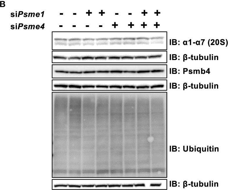 Fig.3.B showing Western Blotting from the publication: The role of proteasome activators PA28αβ and PA200 in brown adipocyte differentiation and function.