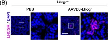 Fig.5.B showing Immunohistochemistry-immunofluorescence in a Mus musculus (House mouse) sample from the publication: AAV-mediated gene therapy restores natural fertility and improves physical function in the Lhcgr-deficient mouse model of Leydig cell failure.
