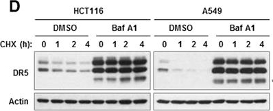 Fig.7.D showing Western Blotting in a Homo sapiens (Human) sample from the publication: The proteasome deubiquitinase inhibitor b-AP15 enhances DR5 activation-induced apoptosis through stabilizing DR5.